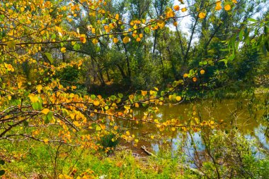 Sahilde ormanı olan küçük bir nehre bak.