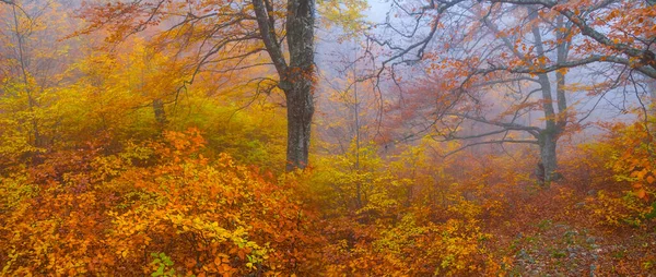 Bosque Otoño Rojo Niebla Densa Fondo Natural Otoño — Foto de Stock