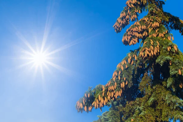 在灿烂的阳光下 冷杉分枝与球果的特写 — 图库照片