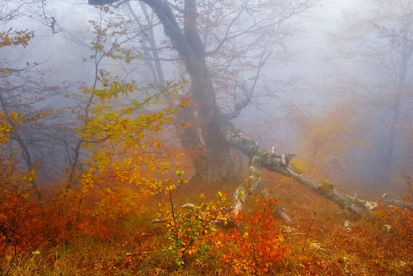 Red Autumn Forest Dense Mist Autumn Natural Background — Stockfoto