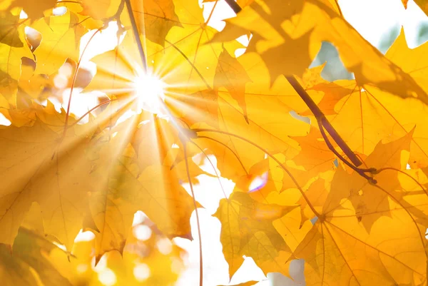 Sparkle Sun Push Red Dry Leaves Natural Autumn Background — ストック写真
