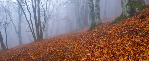 Floresta Outono Nebulosa Encosta Monte — Fotografia de Stock