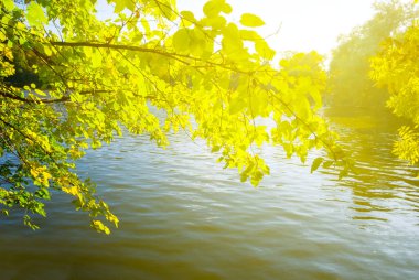 Gölün üzerindeki güneş ışığında kırmızı sonbahar ağacı dalları