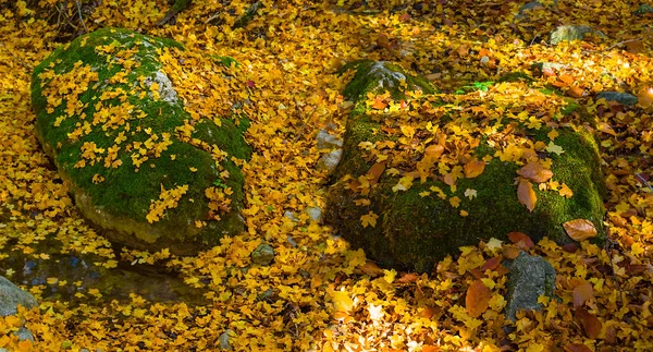 Closeup Huge Stone Red Dry Leaves Seasonal Natural Background — Foto de Stock