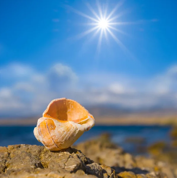 Closeup Θαλάσσιο Κέλυφος Βρίσκονται Πέτρα Κοντά Έναν Κόλπο Της Θάλασσας — Φωτογραφία Αρχείου