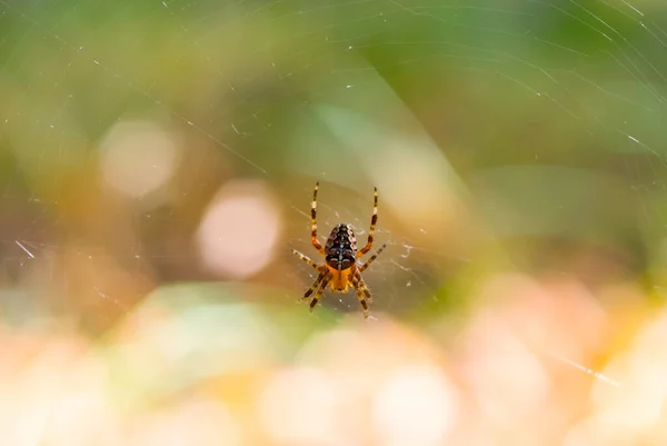 Closeup Spider Sit Web Forest Wild Animal Background — Stok fotoğraf
