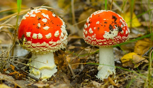 Closeup Pair Red Flyagaric Mushroom Forest — Stock Photo, Image