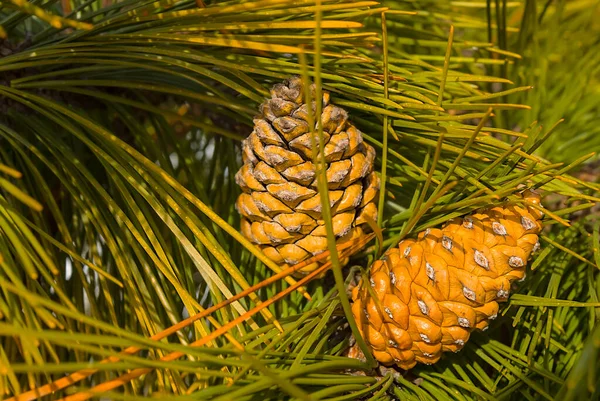 Closeup Cone Pine Tree Branch Needles — 스톡 사진