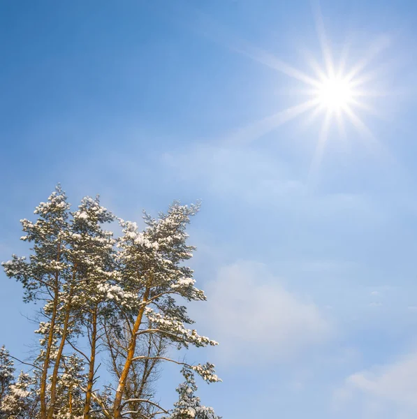 Snowbound Winter Pine Tree Forest Sunny Day — Stockfoto