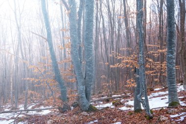 Güneşli kış ormanı
