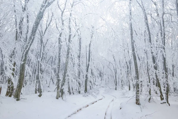 Zimní Zasněžené Lesní Mýtiny Přírodní Venkovní Sezónní Pozadí — Stock fotografie