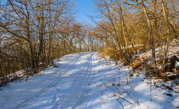 Hiver Forêt Enneigée Clairière Naturel Extérieur Saisonnier Fond — Photo