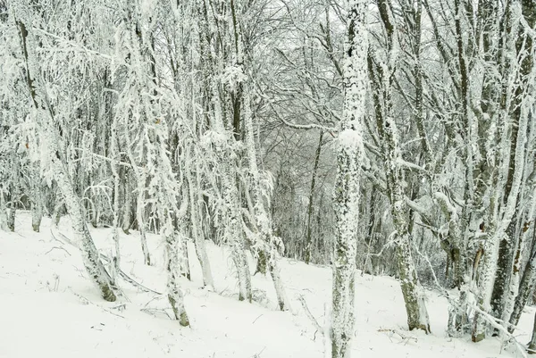 Winter Snowbound Forest Glade Natural Outdoor Seasonal Background — Stok fotoğraf