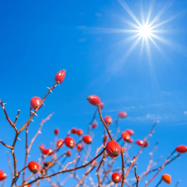 Closeup Briar Bush Red Ripen Berries Sparkle Sun — Foto Stock