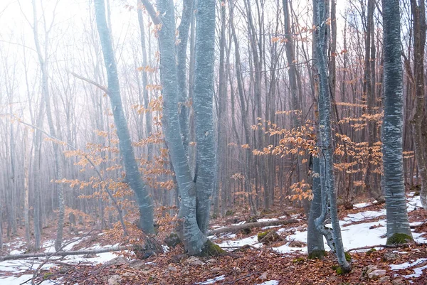 Зимний Влажный Лес Лучах Солнца — стоковое фото