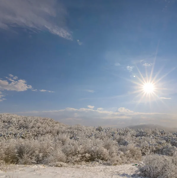 Snowbound Winter Pine Tree Forest Sunny Day — 图库照片