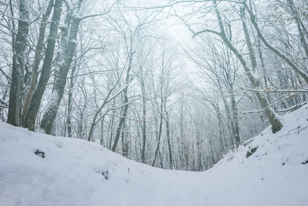 Kışın Karla Kaplı Ormanlık Alan Doğal Açık Hava Mevsimlik Arka — Stok fotoğraf