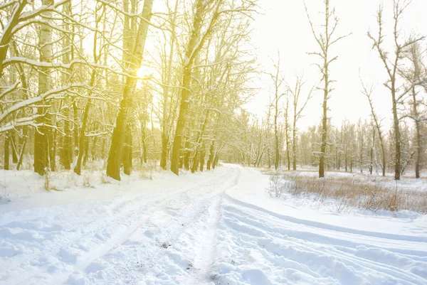 Invierno Nevado Bosque Resplandor Luz Del Sol —  Fotos de Stock