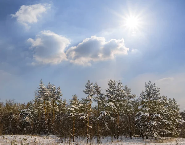 Snowbound Winter Pine Tree Forest Sunny Day — Stock Photo, Image