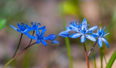 Ormanda mavi kardelen çiçekleri, doğal çiçek arkaplanı