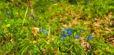 Ormanda mavi kardelen çiçekleri, doğal çiçek arkaplanı