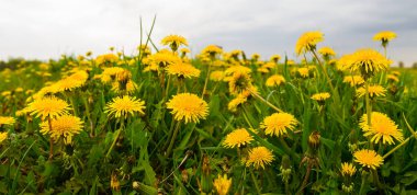 Yeşil çayırlar arasında sarı karahindiba yığını.