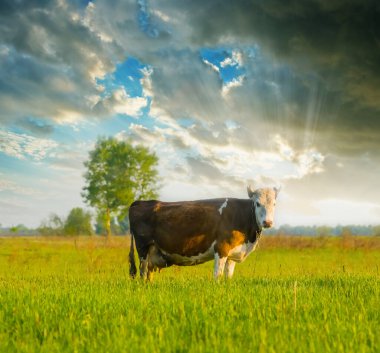 Kahverengi inek akşamları yeşil kırsal çayırlarda otlar.