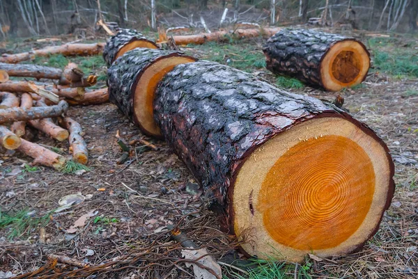 Closeup Heap Pine Tree Trunk Lie Forest Glade Renewable Resource — Stock Photo, Image