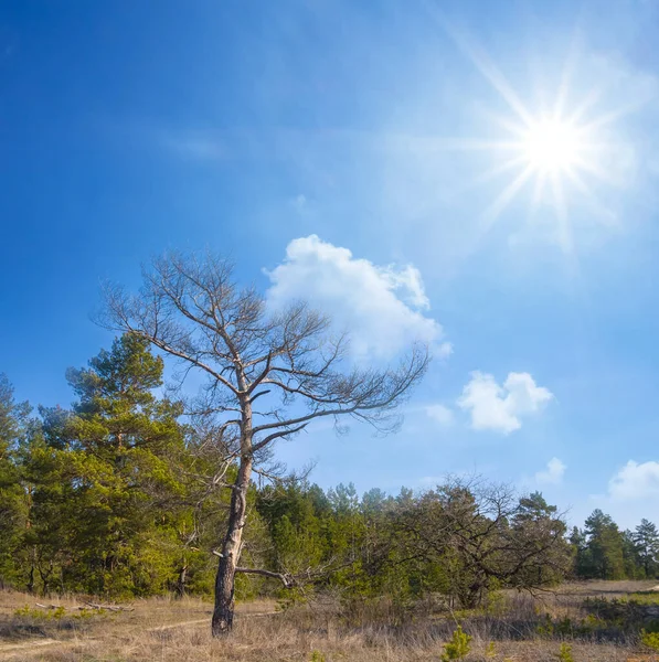 Dry Pine Tree Forest Glade Sunny Day — 图库照片