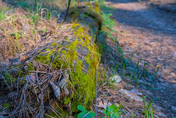 Closeup Rotten Tree Log Covered Moss Lie Forest Glade Natural - Stock-foto