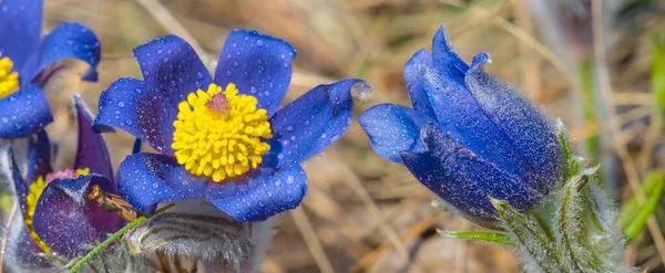 Heap Closeup Wild Blue Bell Flowers Forest Beautiful Natual Background — ストック写真