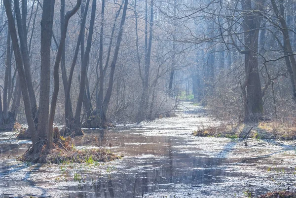 Quiet Swamp Flooded Forest Light Sun — Stok fotoğraf