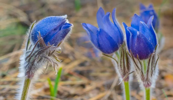 Heap Wild Blue Bell Flowers Forest Beautiful Natual Background — ストック写真