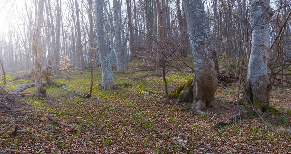 Spring Forest Flowers Light Sun — Foto de Stock