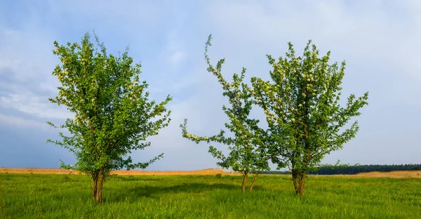 Alone Tree Green Prairie Natural Countryside Background — Stockfoto