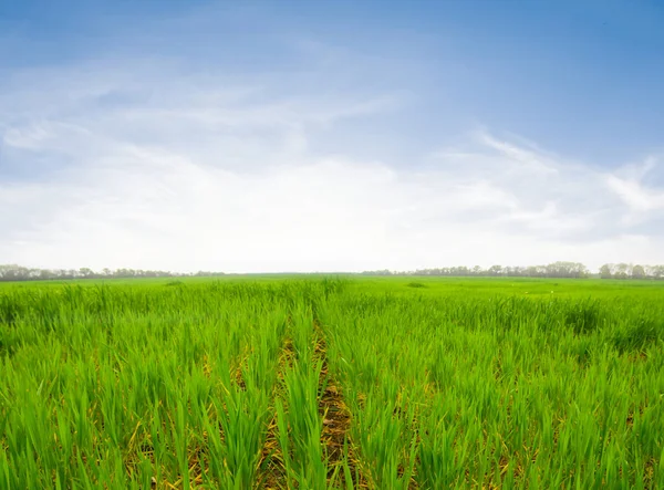 Wide Green Rural Fields Landscape — Foto Stock