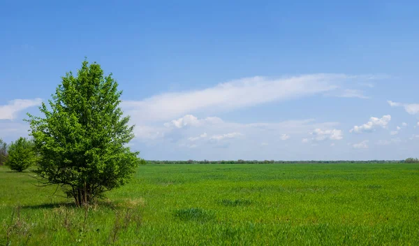 Alone Tree Green Prairie Natural Countryside Background — Stockfoto