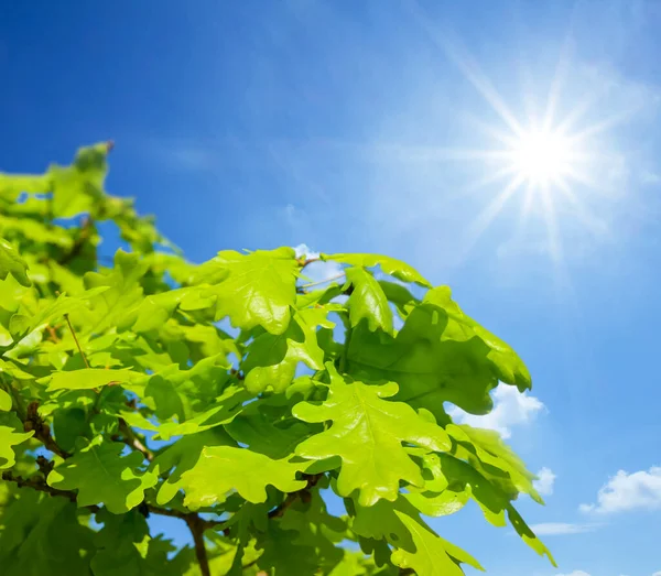 Closeup Green Oak Tree Branch Sunny Sky Background — Stock fotografie