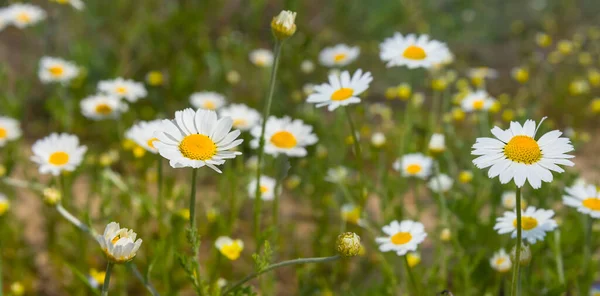 Closeup Heap White Cemomile Flowers Prairie — стоковое фото