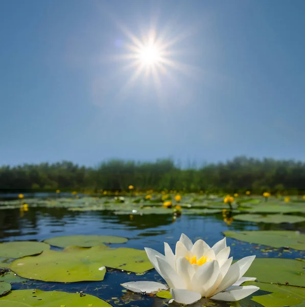 Güneşli Bir Günde Beyaz Zambaklarla Sakin Bir Yaz Gölü — Stok fotoğraf