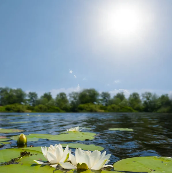 Calm Summer Lake White Lilies Sunny Day — Stok fotoğraf