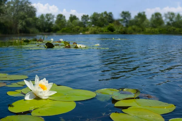 Quiet Summer River White Water Lilies — Zdjęcie stockowe