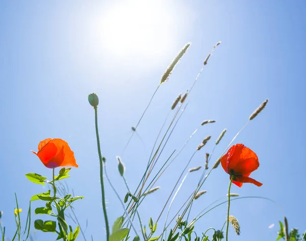 Closeup Red Poppy Flowers Light Sparkle Sun — Stock Photo, Image