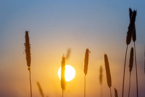 Closeup Wild Grass Sten Silhouette Dramatic Sunset Background Beautiful Summer — Stok fotoğraf