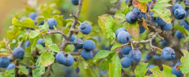 Olgunlaşmış dikenli çalıları böğürtlenlerle kapatın