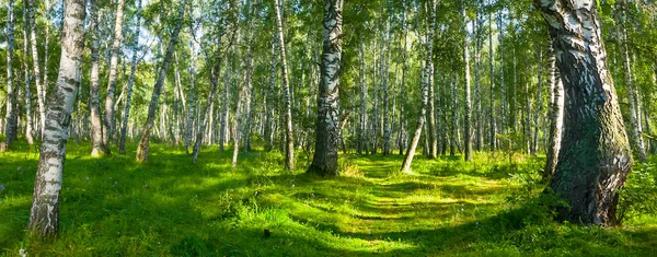 Green Birch Forest Glade Sunny Summer Day Beautiful Natural Forest — Stock fotografie