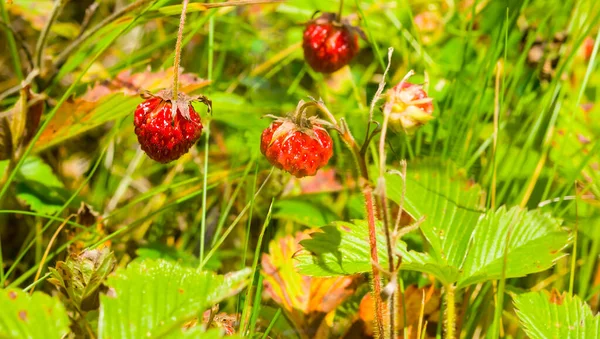 Closeup Ripen Wild Strawberry Berries Grass Natural Plang Background — Foto de Stock