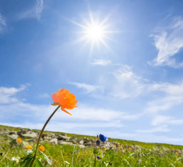 Beautiful Wild Flowers Green Mount Slope — Foto Stock