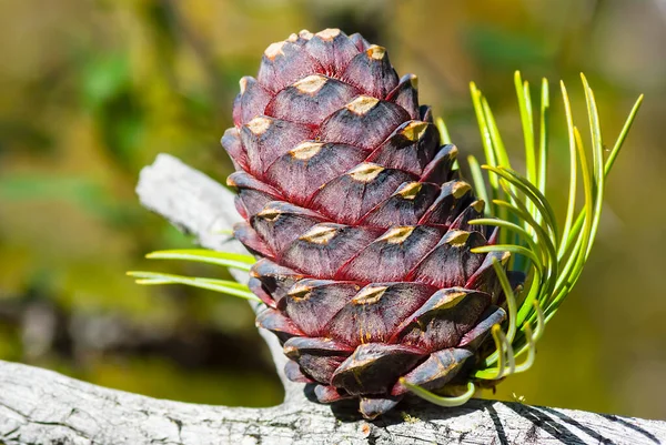 Closeup Fir Tree Branch Cone Forest Beautiful Natural Background — 图库照片