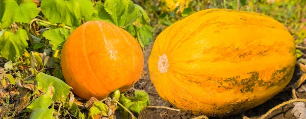 Closeup Ripen Pumpkin Lie Garden Autumn Agricultural Harvest Background — Stockfoto